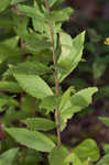 Wrinkleleaf goldenrod